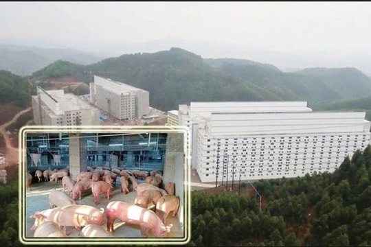 Bộ Nông nghiệp và Môi trường trình Chính phủ mô hình 'xây chung cư nuôi heo'