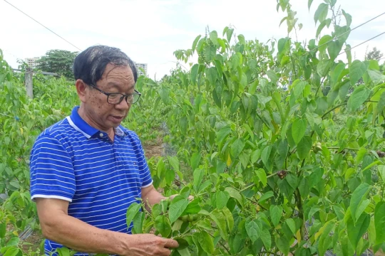Giúp dân phát triển kinh tế từ quả sachi