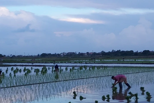 Lặng thầm tình cha