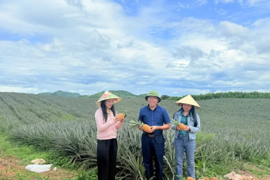 Dứa vươn xanh trên đất đồi Hà Tĩnh