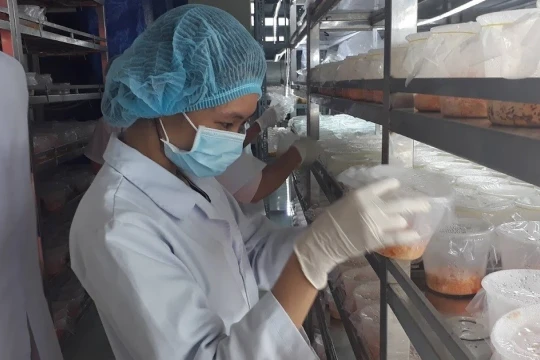 Hành trình làm chủ công nghệ nuôi trồng đông trùng hạ thảo