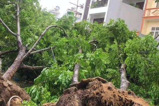 Cây gãy đổ la liệt ở nhiều địa phương ven biển Thanh Hoá