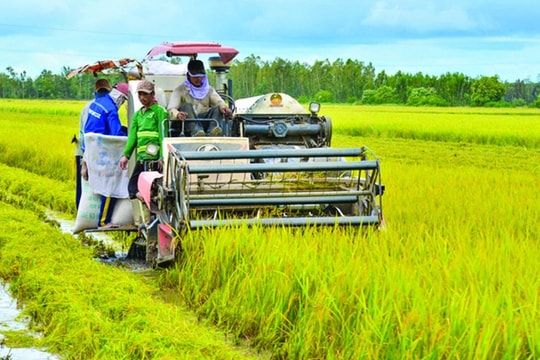 Giá gạo Việt Nam cao nhất thế giới