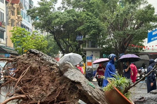 Hà Nội: Cây xà cừ cổ thụ đổ đè bẹp 2 ô tô trên phố Trung Kính