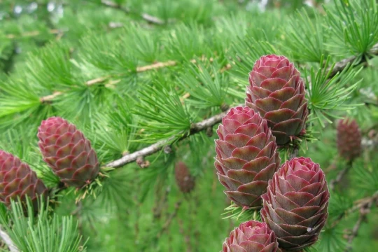 Hoạt chất quý từ Tùng đỏ