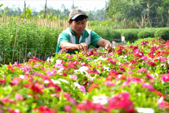 Đồng Tháp đón hơn 108.000 lượt khách trong kỳ nghỉ Lễ Quốc khánh 2/9