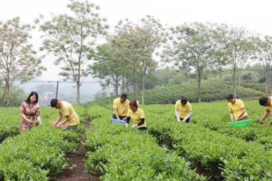 Cây chè gắn kết cộng đồng, lan tỏa bản sắc