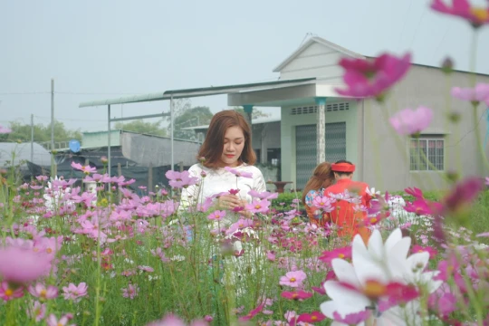 Festival Hoa - Kiểng Sa Đéc dự kiến thu hút 500.000 lượt du khách