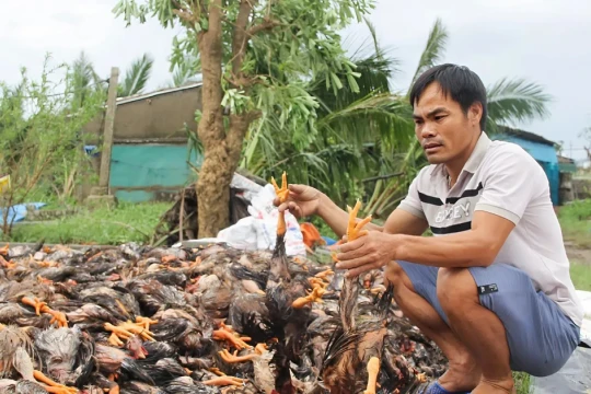 Nông dân Nghệ An nghẹn ngào nhìn trại gà mất trắng sau bão Bualoi