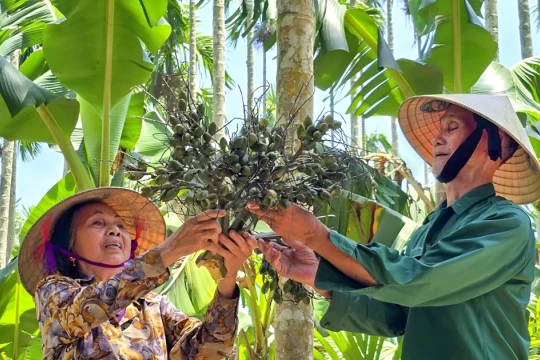 Từ bóng mát sân vườn đến 'mỏ vàng' của nông dân xứ Nghệ