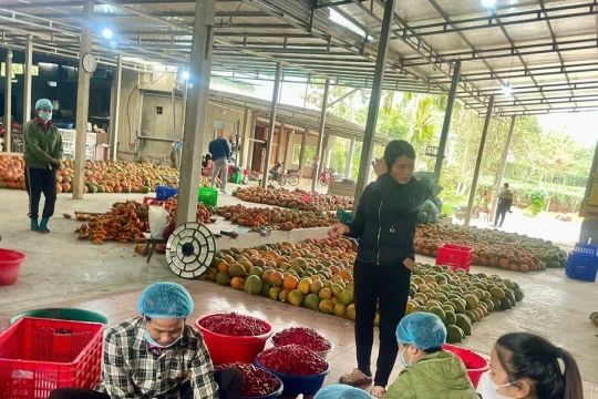 Biến gấc thành cây trồng chủ lực, cùng nông dân làm giàu bền vững