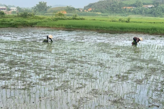 Bí thư xã ở Tuyên Quang đưa giống lúa ngon nhất thế giới về với người dân