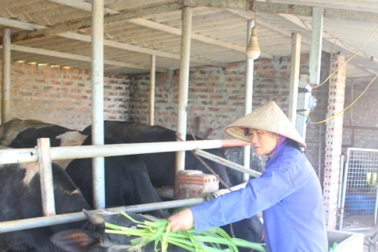 Cựu giáo viên làm giàu với mô hình VAC