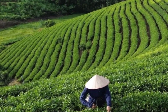 Tân Trào - Điểm sáng giảm nghèo và phát triển du lịch bền vững