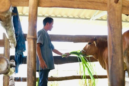 Hành trình thoát nghèo bền vững nơi vùng quê Quảng Ngãi