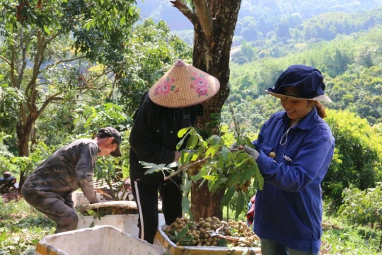 Chiềng La tập trung phát triển mô hình sản xuất, nỗ lực giảm nghèo