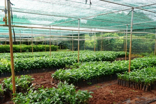 Cải tạo vườn tạp, hướng đi bền vững giúp đồng bào miền núi thoát nghèo