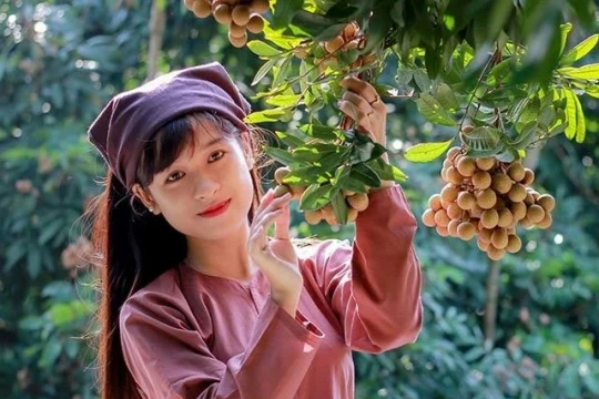 Lập hồ sơ 'Tri thức dân gian trồng và chế biến nhãn lồng Hưng Yên' trình UNESCO