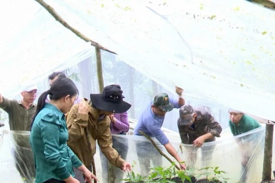 Hình thành vùng chuyên canh cây công nghiệp, tạo sinh kế bền vững