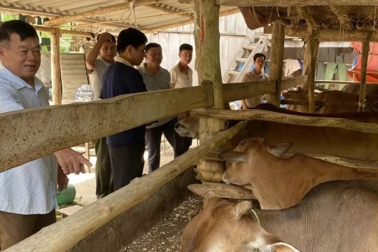 Người dân xã Mường Sại thoát nghèo từ cây ăn quả và chăn nuôi