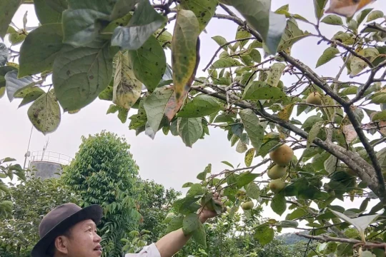 Trồng hồng giòn, nhiều hộ dân xã Phiêng Cằm thoát nghèo