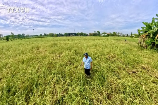 Đại học Quốc gia TP Hồ Chí Minh góp phần xây dựng ĐBSCL phát triển bền vững, thích ứng biến đổi khí hậu