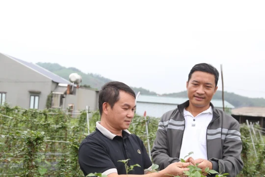 Nhiều gia đình thoát nghèo nhờ sâm nam núi Dành