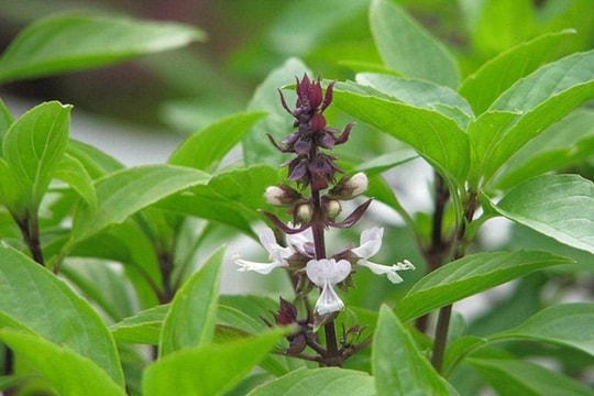 Cách đào thải axit uric bằng húng quế ít người biết