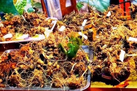 Đà Nẵng phát triển dược liệu theo hướng hiện đại, gắn với kinh tế tuần hoàn