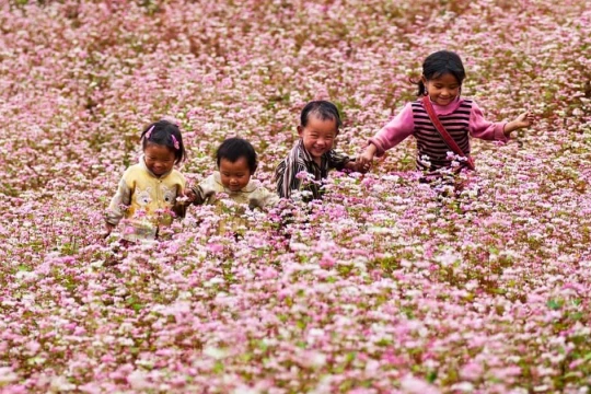 Chuẩn bị diễn ra Lễ hội hoa Tam Giác Mạch lần thứ XI