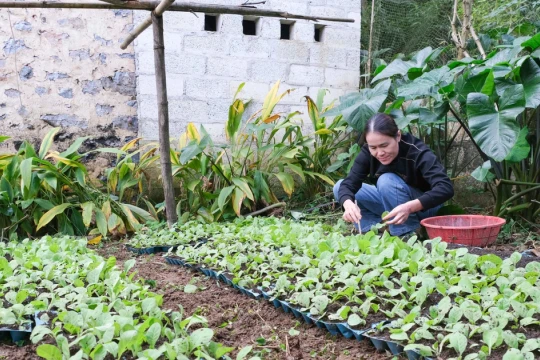 Thoát nghèo, làm giàu nhờ cây thuốc lá ở Cao Bằng