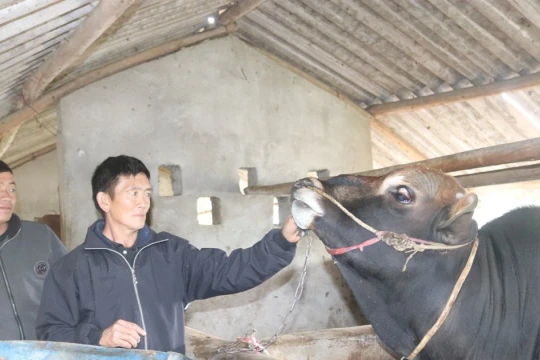 Người Mông ở Khâu Vai chuyển mình, chống lại đói nghèo