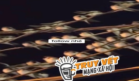 Ngành chức năng nói gì hiện tượng hàng ngàn con chim én đậu chằng chịt trên dây điện ở Cần Thơ?