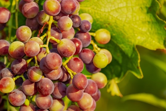 Tử vi thứ 5 ngày 4/12/2025 của 12 con giáp: Dậu thuận lợi, Hợi hạnh phúc