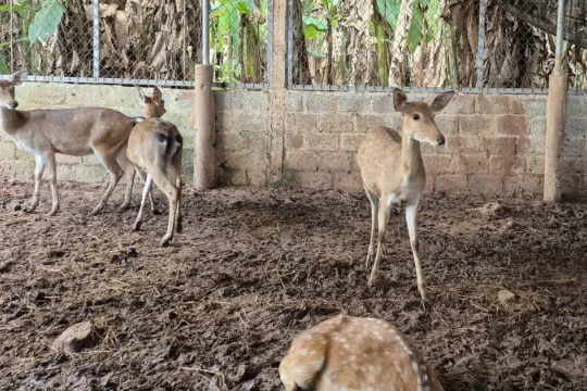 Nghề tay trái hái ra tiền của nữ giáo viên miền núi