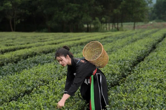 Đánh thức tiềm năng phát triển từ đồi chè xanh đến điểm du lịch hút khách