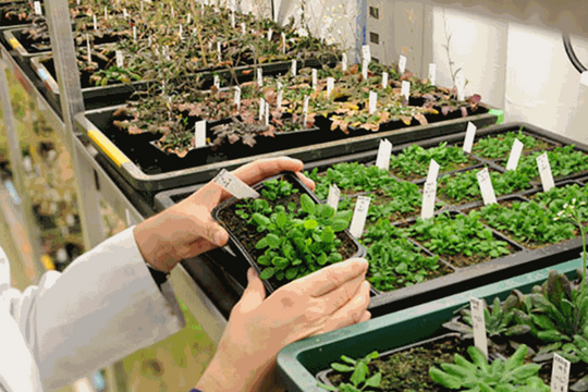 Khung pháp lý mới cho cây trồng chỉnh sửa gen tại châu Âu