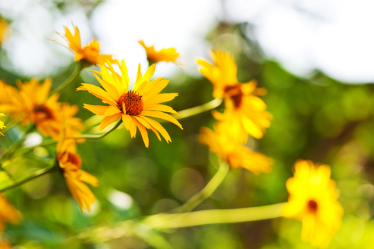 Tử vi thứ 6 ngày 12/12/2025 của 12 con giáp: Hợi tỏa sáng, Dậu gặp khó