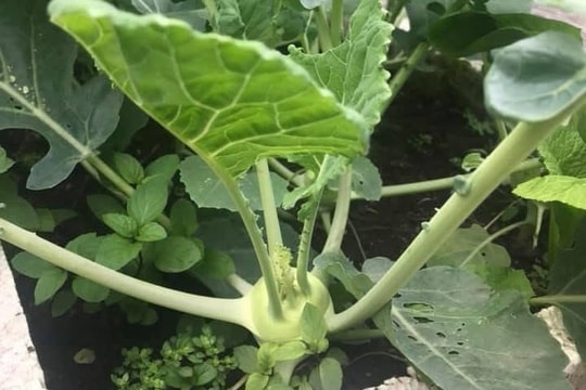 Loại rau được mệnh danh “thần dược” mùa đông bán đầy chợ Việt