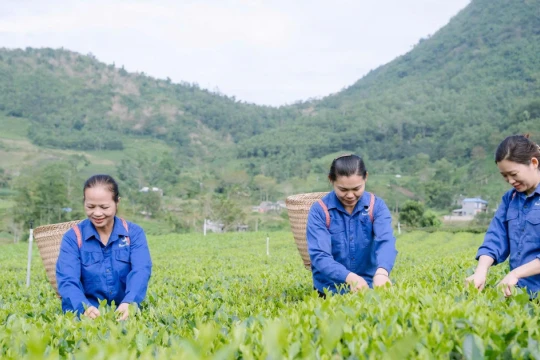 Hương sắc danh trà 2025: Nơi trà kể câu chuyện văn hóa xứ Thái