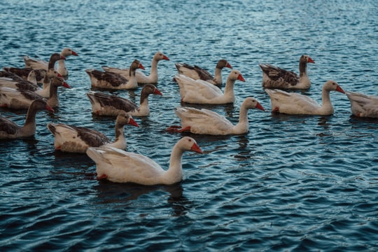 Tử vi thứ 7 ngày 20/12/2025 của 12 con giáp: Đầu tháng Dần có tiền, Hợi bất ổn