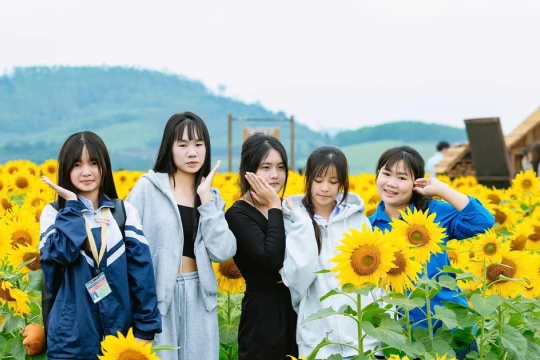 Mê mẩn cánh đồng hoa hướng dương đẹp như tranh vẽ ở xứ Nghệ