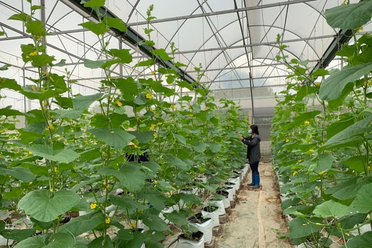 Từ phòng thí nghiệm ra đồng ruộng: Đưa KHCN phục vụ nông nghiệp, nông dân