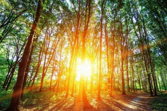 Thu giữ CO2 từ cảm hứng quang hợp