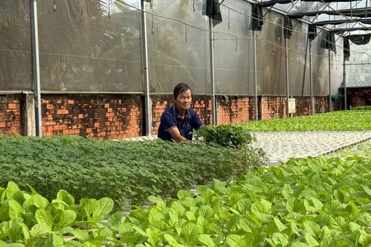 Công nghệ tưới tiết kiệm nước giải phóng sức lao động cho nông dân