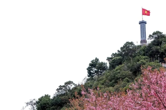 Lần đầu tiên tổ chức Festival hoa mai anh đào tại Tuyên Quang