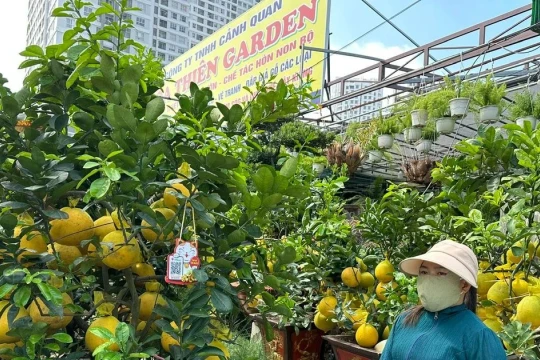 Thị trường hoa, cây cảnh Tết: Khởi động sớm, sức mua dè dặt