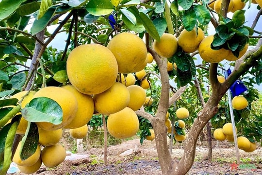 Loại quả nhóm “tốt nhất thế giới” được trồng bạt ngàn ở Việt Nam