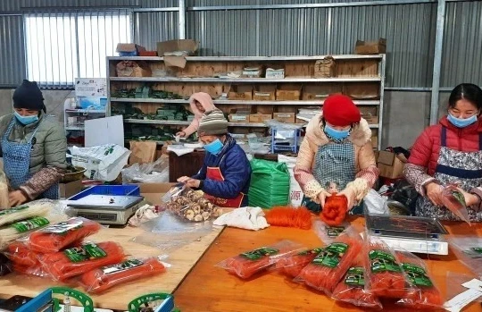 Chuyển đổi số mở lối thị trường, hợp tác xã thành 'đòn bẩy' giảm nghèo bền vững