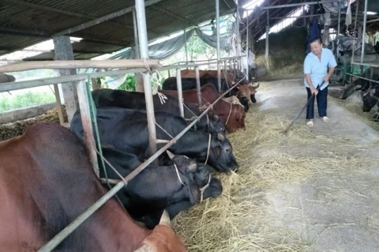 Tạo chuyển biến thực chất trong giảm nghèo bền vững tại Xuân Viên(Phú Thọ)